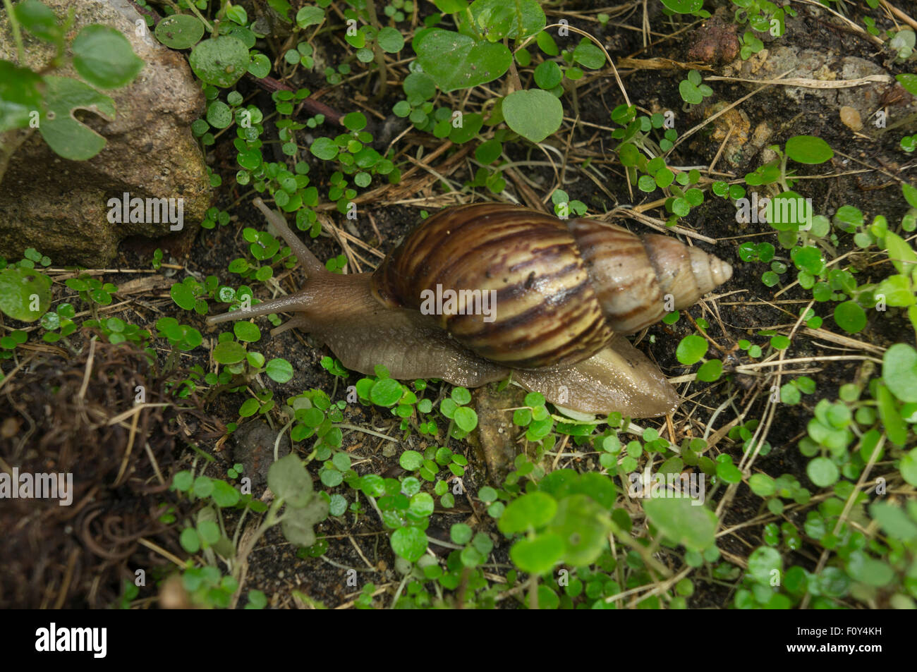 snail slug bug mollusk grass concept farm garden Stock Photo