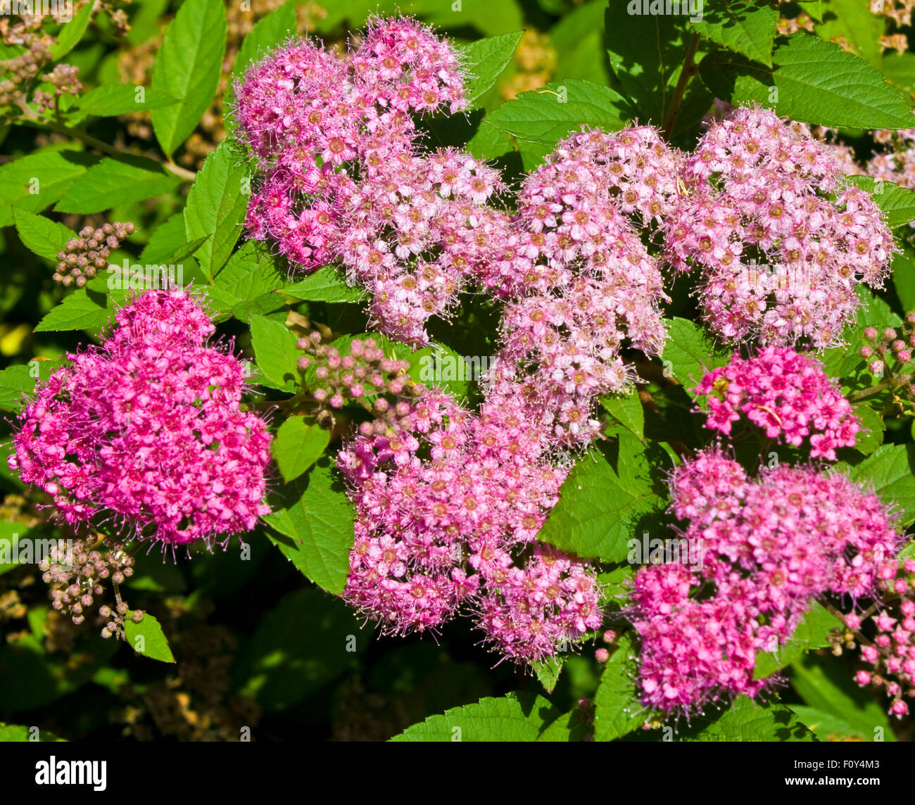 Spirea Leaves High Resolution Stock Photography And Images Alamy Spirea Leaves High Resolution Stock Photography And Images Alamy