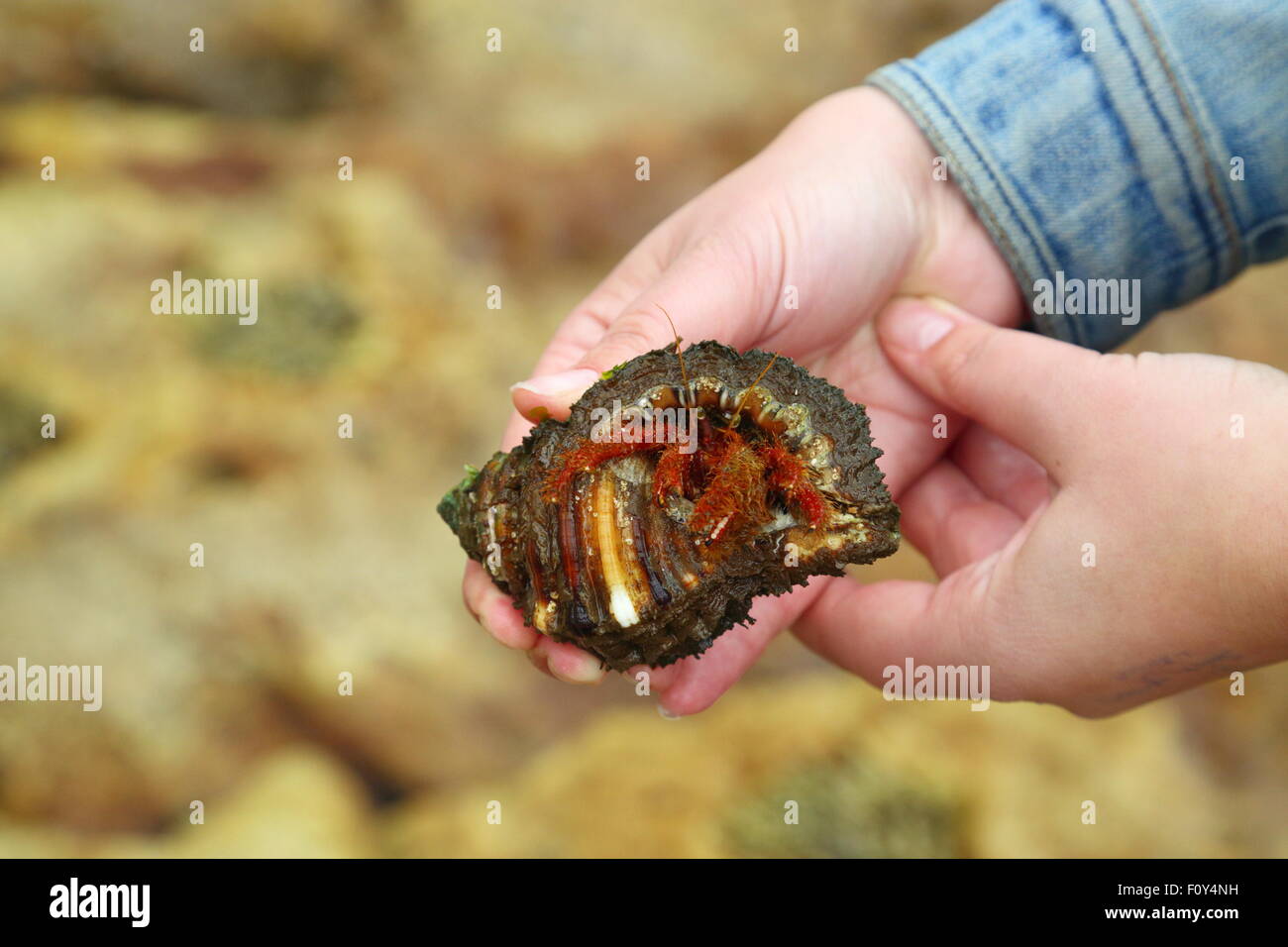 An adult lady holds the shell of a large hermit crab as it emerges at Depot Beach, NSW, Australia. Stock Photo