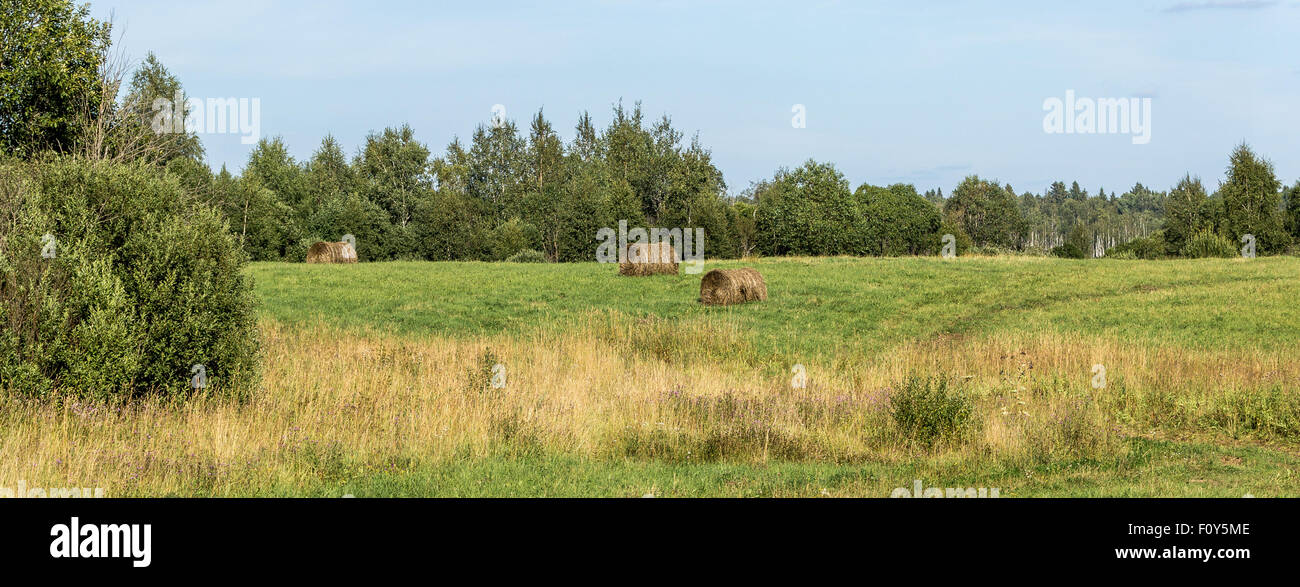 Field with hay rolls Stock Photo - Alamy