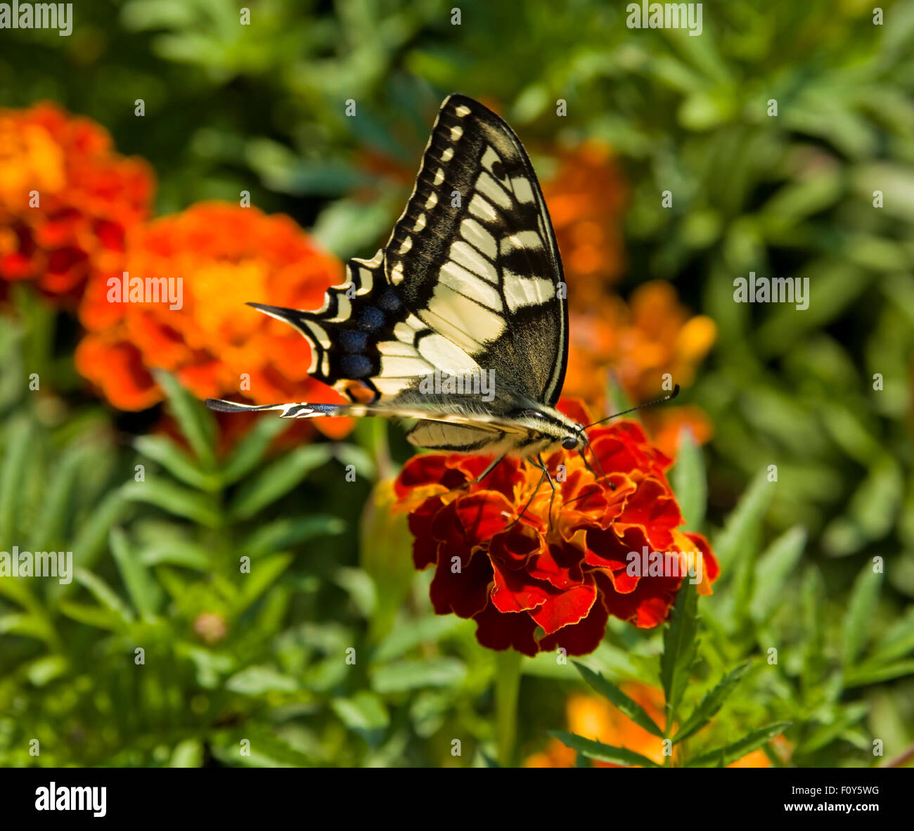 Butterfly white Papilio Machaon on flower orange marigold. Stock Photo