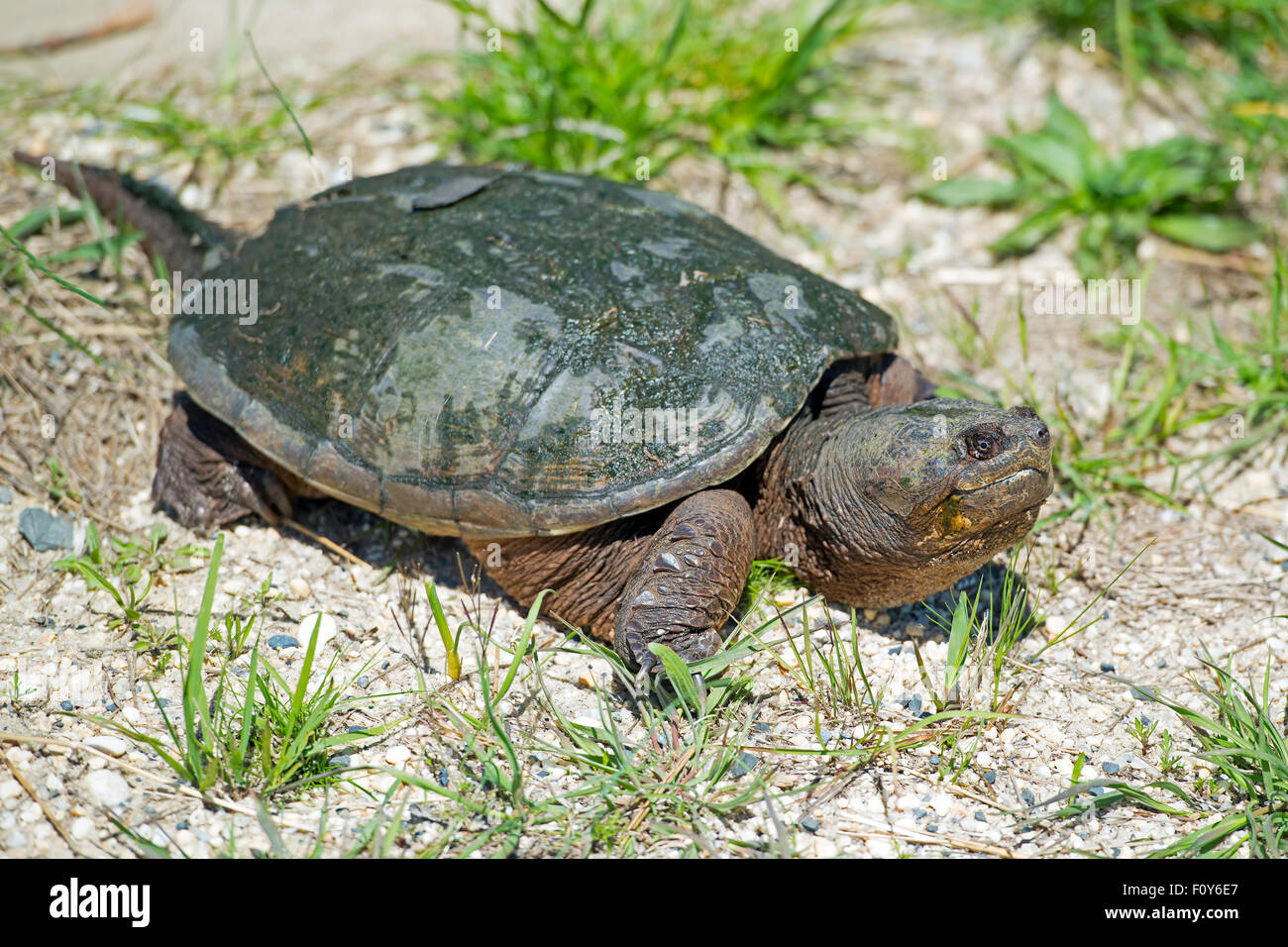 Common Snapping Turtle on Road Stock Photo - Alamy