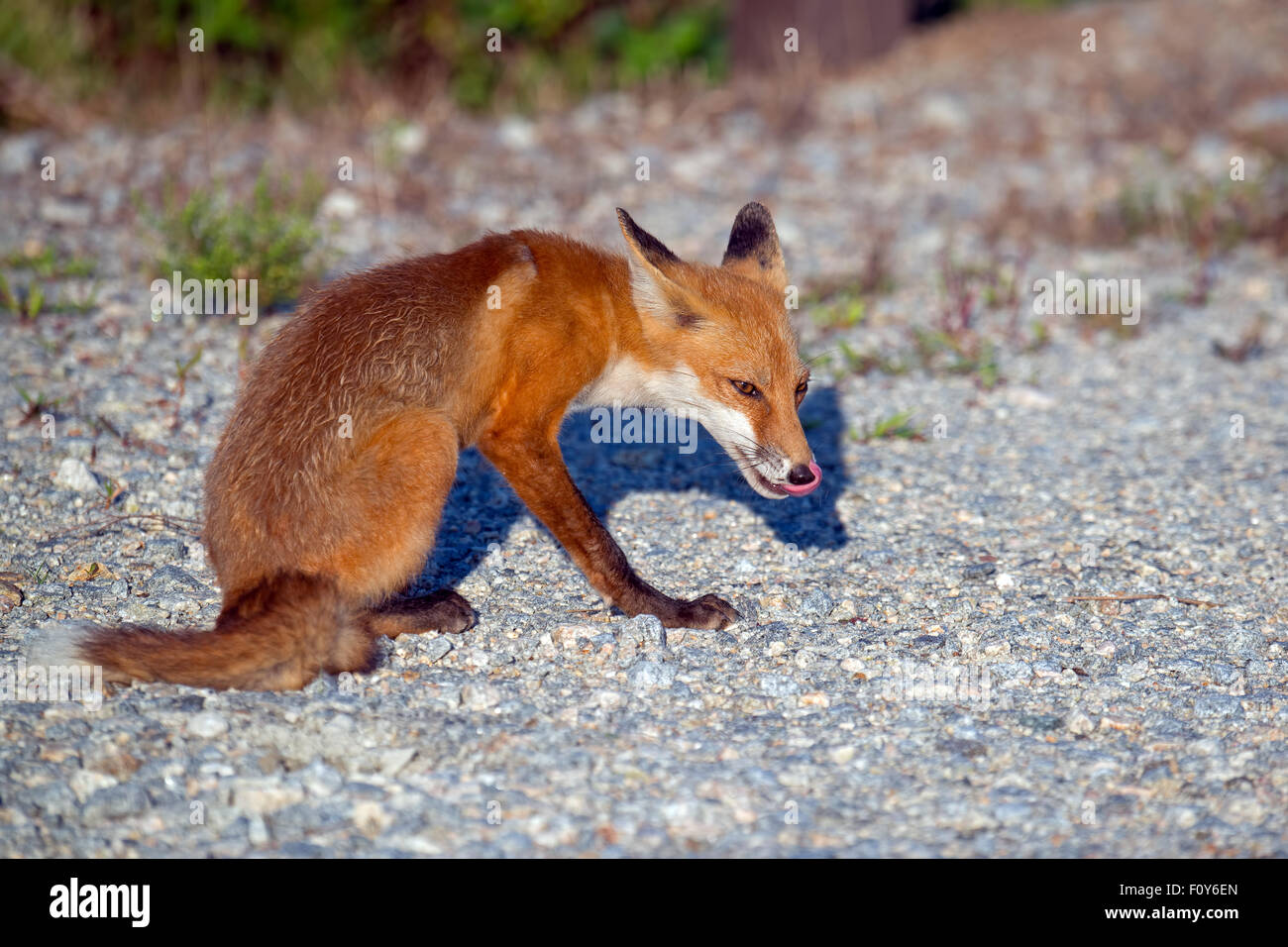Red fox in road hires stock photography and images Alamy
