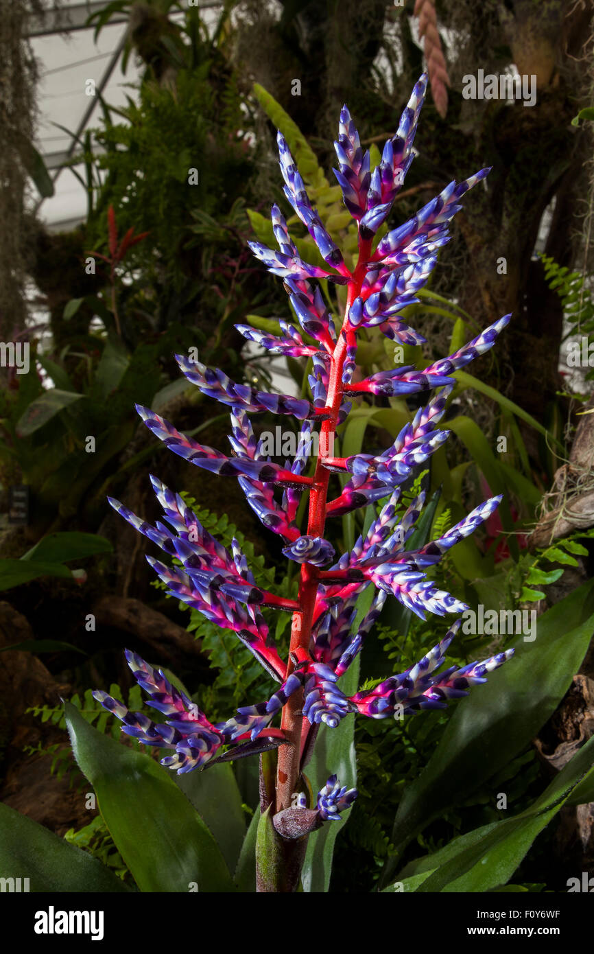 Southport, Merseyside, UK. 23rd August, 2015. Award Winning display of Tillandsia at Southport flower show, Britain's biggest independent flower show, celebrates with a carnival-like celebration of all things Chinese. Oriental themed events, entertainment, food and floral marquees all inspired by Chinese culture and design. Credit:  CernanElias/Alamy Live News. Stock Photo