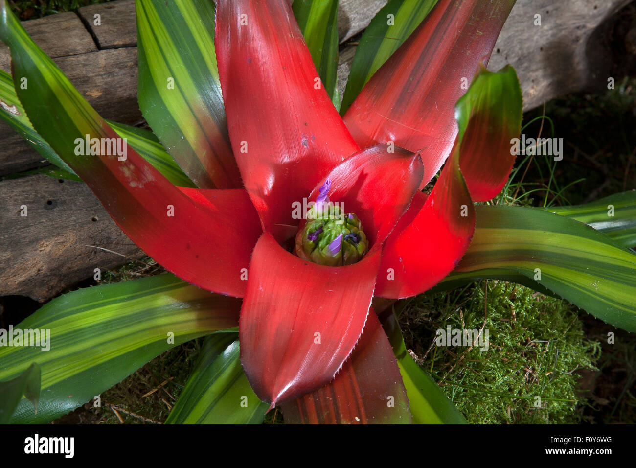 Southport, Merseyside, UK. 23rd August, 2015. Award Winning display of Neoregelia carolinae 'Tricolor' bromeliads at Southport flower show, Britain's biggest independent flower show, celebrates with a carnival-like celebration of all things Chinese. Oriental themed events, entertainment, food and floral marquees all inspired by Chinese culture and design. Credit:  CernanElias/Alamy Live News. Stock Photo