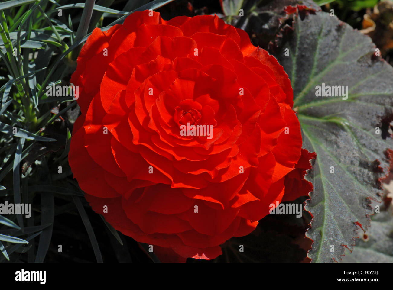 Bright red tuberous begonia Stock Photo