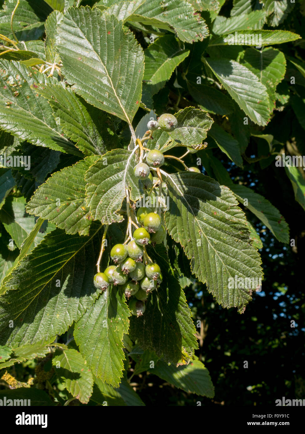 Whitebeam tree fruits and leaves Stock Photo