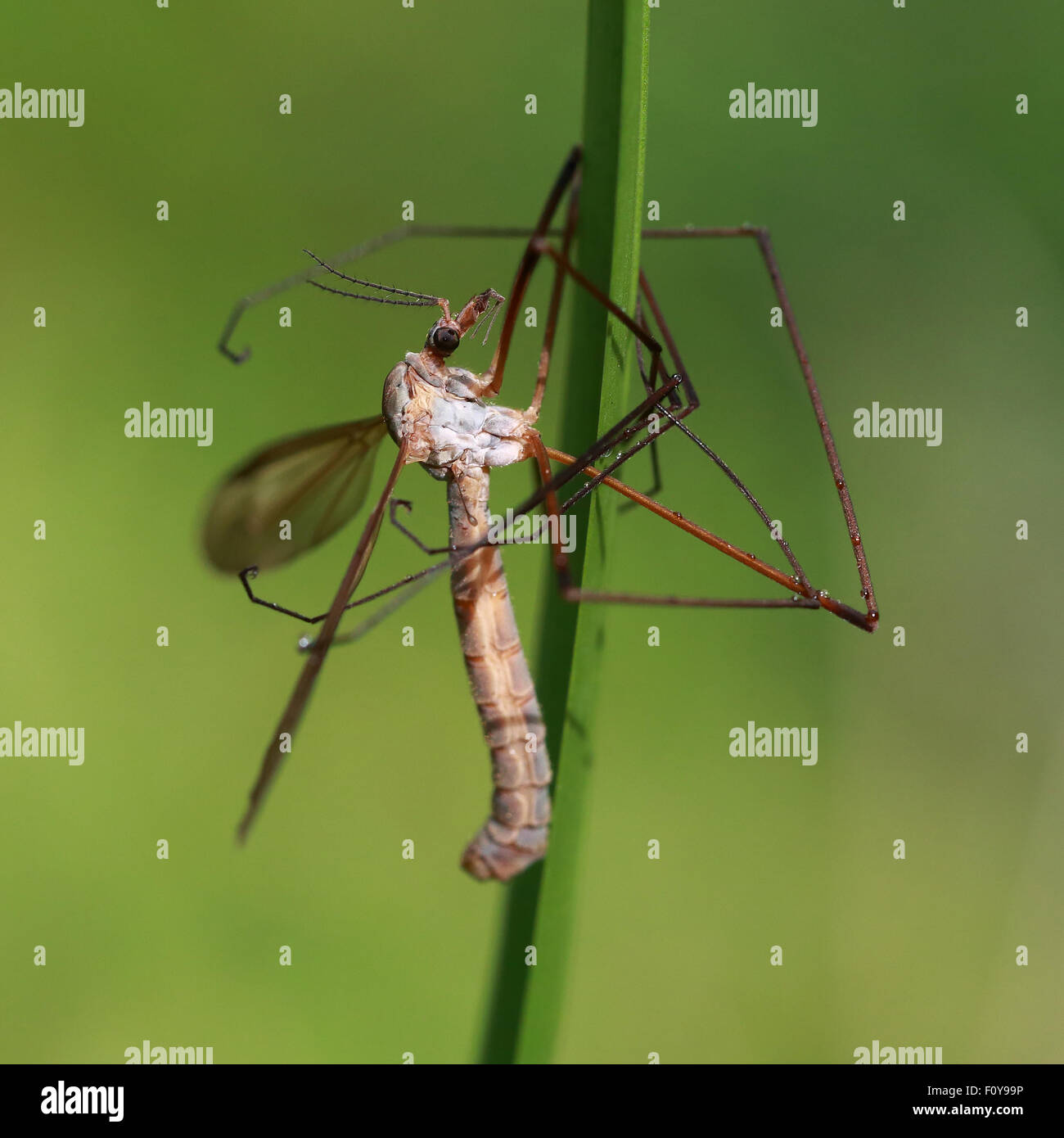 A Crane Fly perched on a green blade of grass Stock Photo