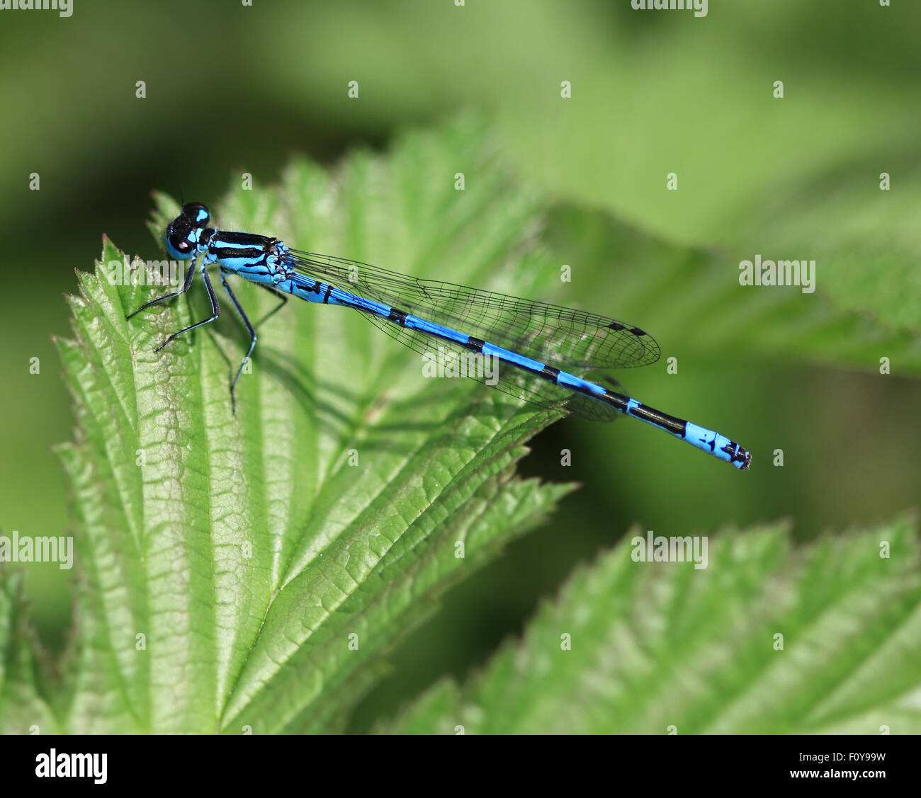A beautiful Damselfly resting on a blade of green leaf Stock Photo - Alamy