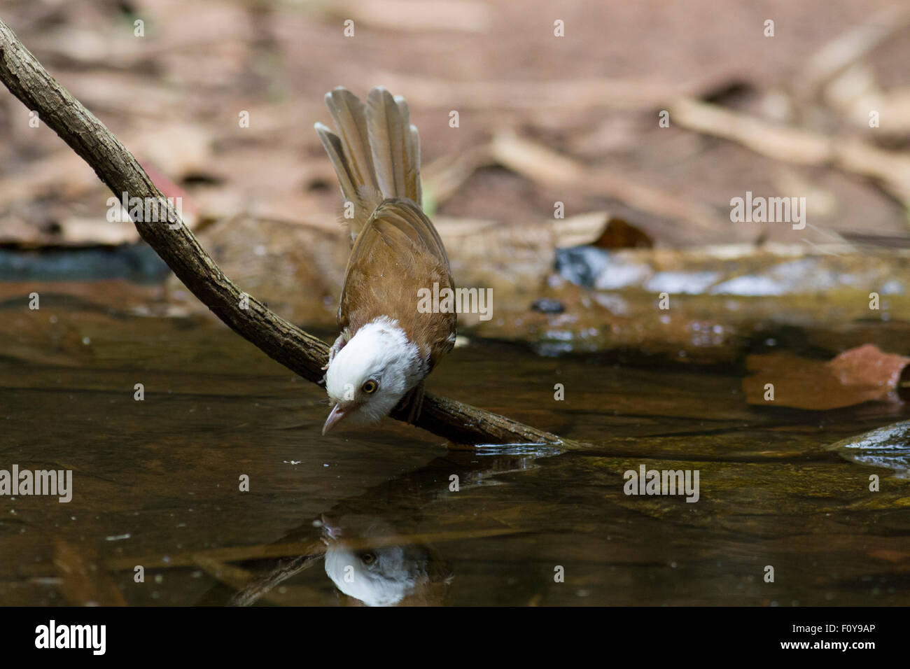 White-hooded Babbler admiring its reflection in a pool Phu Suan Sai National Park north eastern Thailand Stock Photo