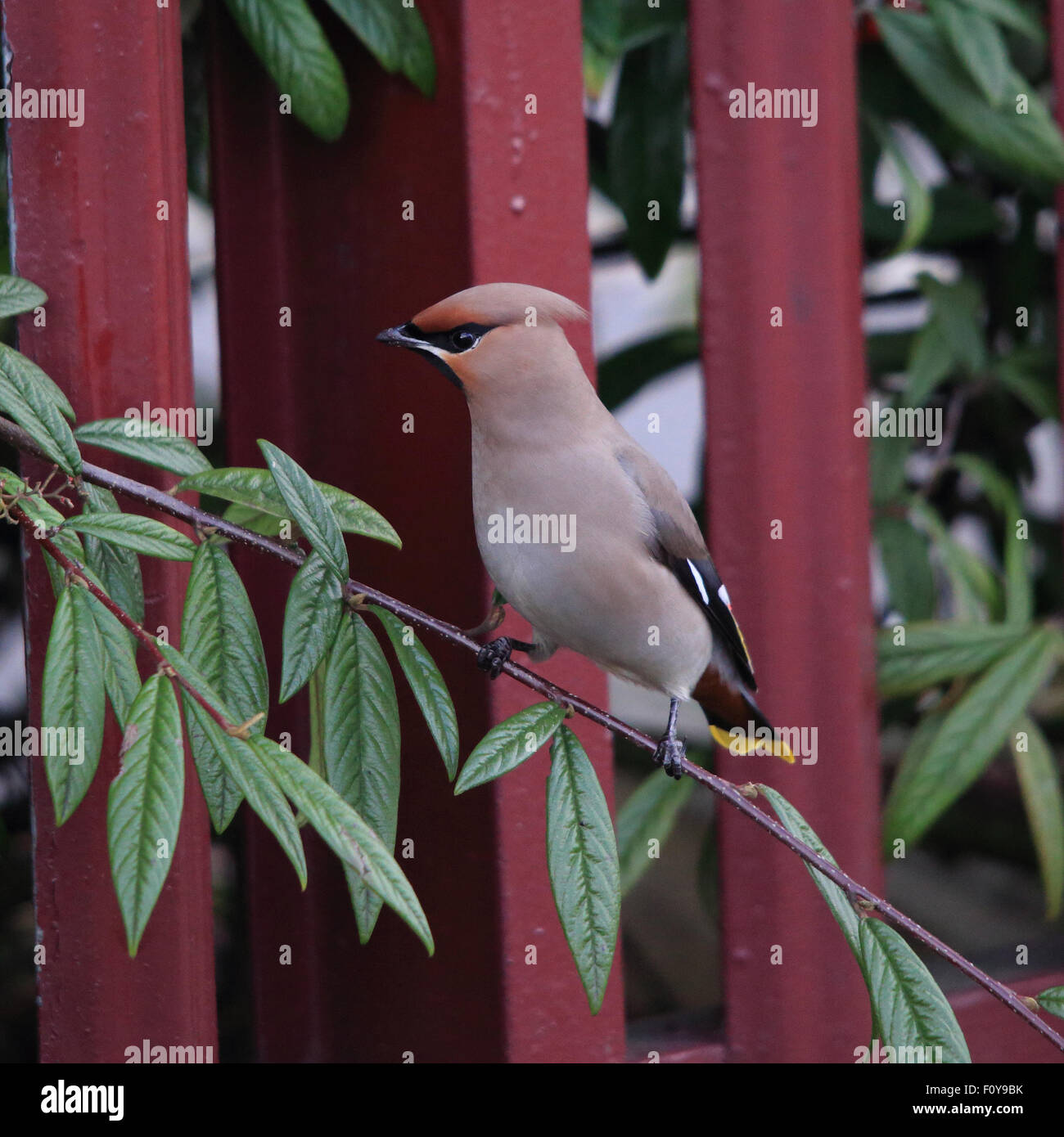 A lovely Bohemian Waxwing, also known simply as Waxwing, perched on a branch in front of a red fence Stock Photo