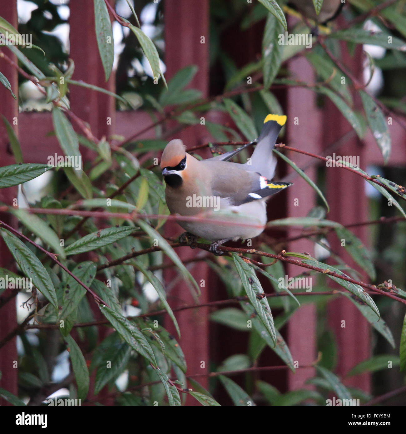A lovely Bohemian Waxwing, also known simply as Waxwing, perched on a branch in front of a red fence Stock Photo