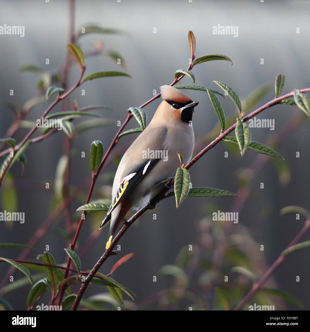 A lovely Bohemian Waxwing, also known simply as Waxwing, perched Stock Photo