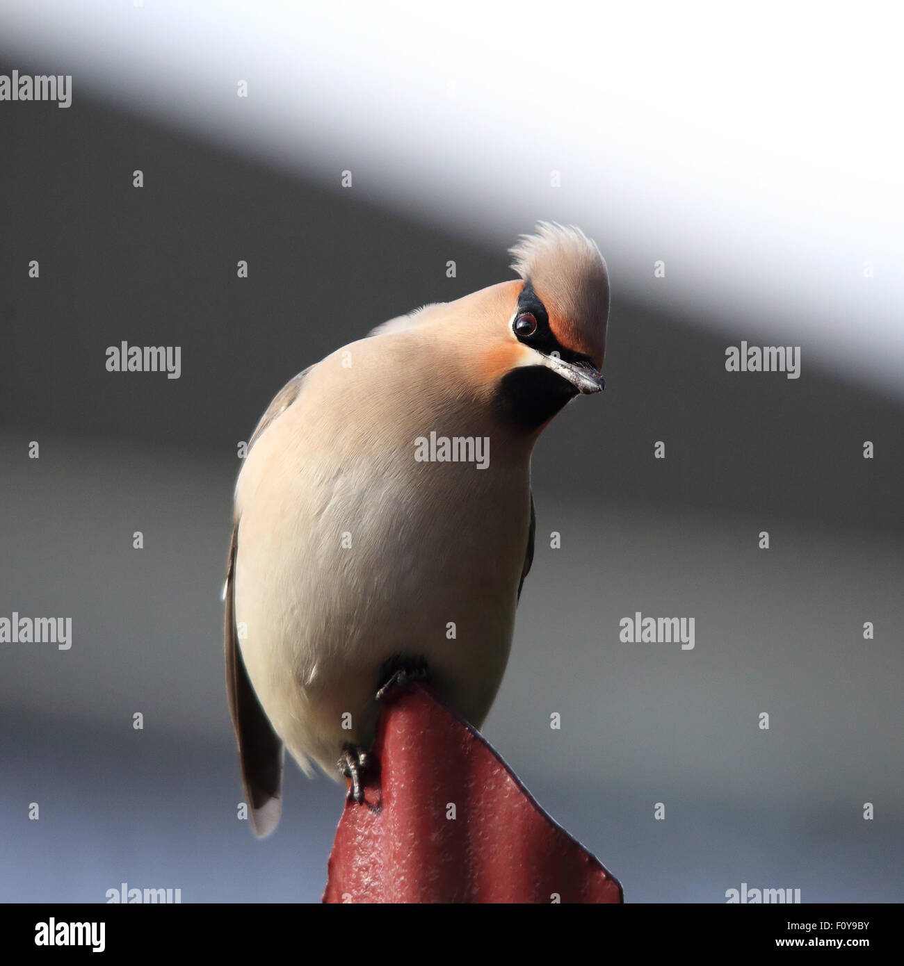 A lovely Bohemian Waxwing, also known simply as Waxwing, perched on a red fence, close-up Stock Photo