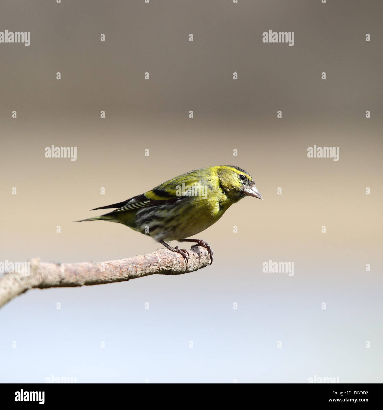 A beautiful Eurasian Siskin, also known simply as Siskin, on a perch Stock Photo
