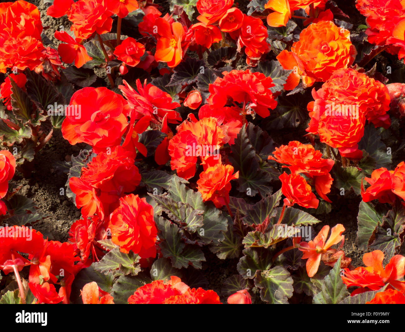 Begonia flowers Stock Photo