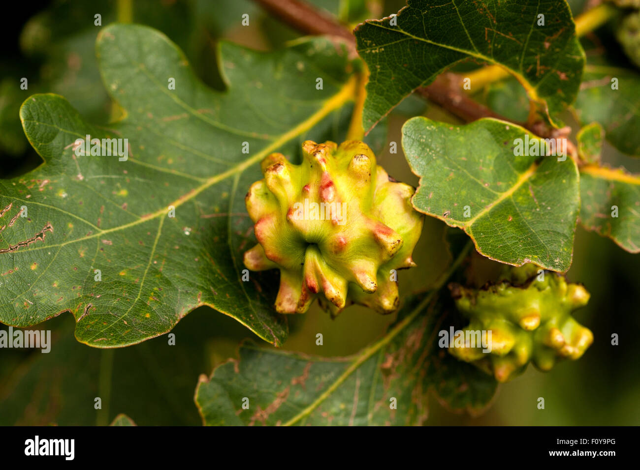 Knopper Oak gall Andricus quercuscalicis Stock Photo Alamy
