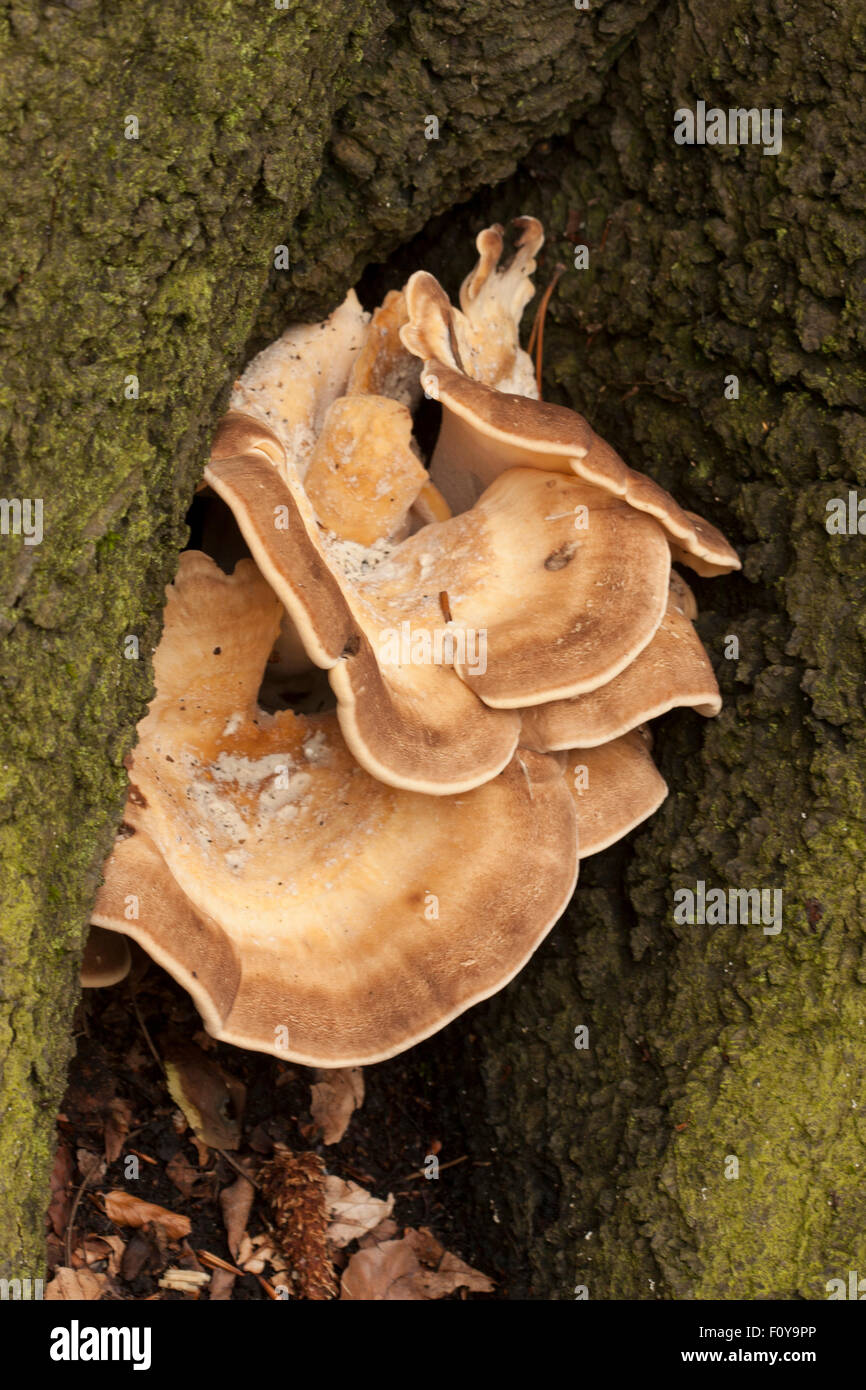 Giant polypore fungus Stock Photo Alamy