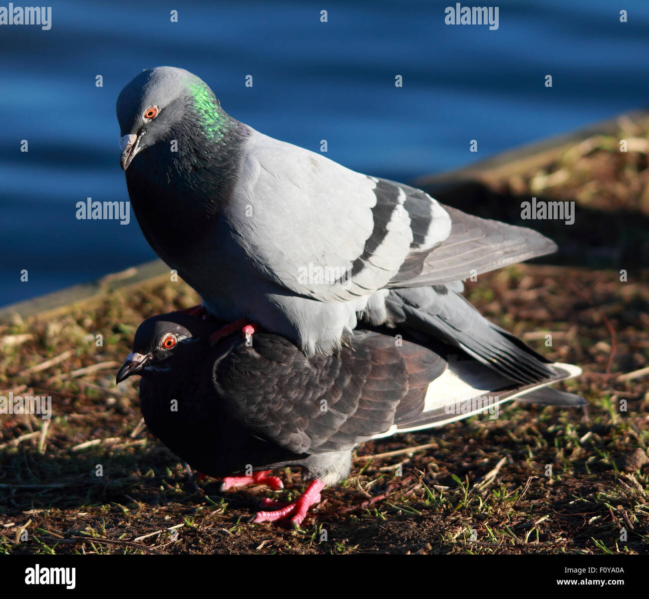 One pigeon is sitting on top of another pigeon hires stock photography