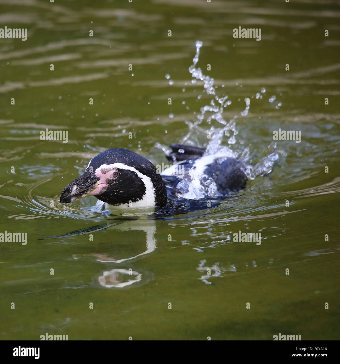 A lovely Humboldt Penguin swimming in calm water Stock Photo