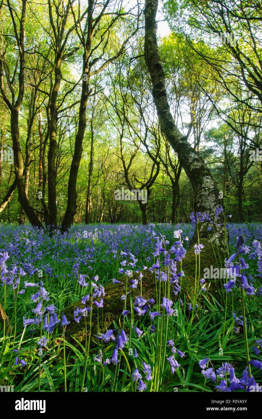 Bluebells in Batchwood, St Albans, Hertfordshire, United Kingdom Stock Photo