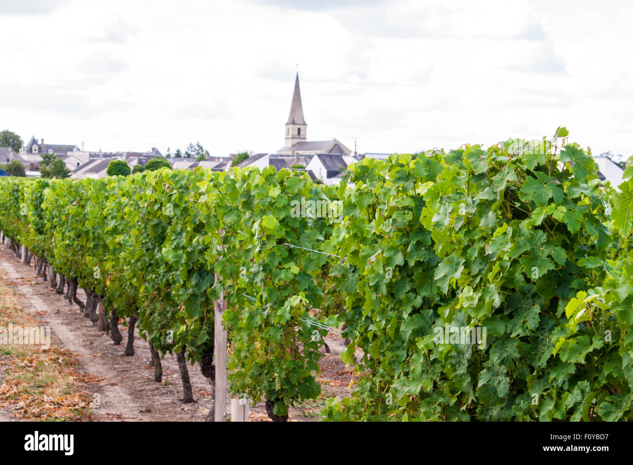 vineyard with grapes in the Loire Valley France Stock Photo Alamy
