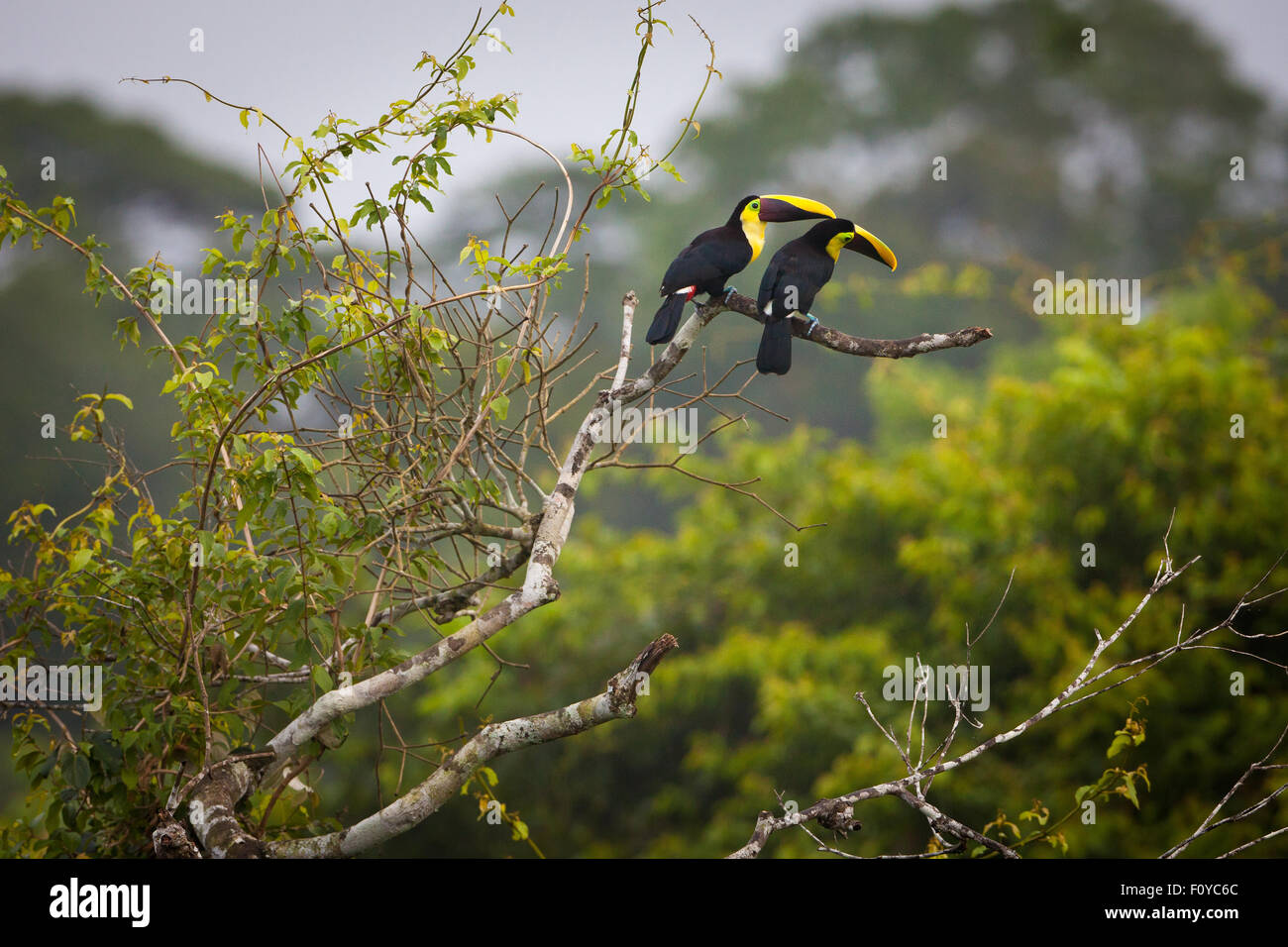 A pair of Yellow-throated Toucans, Ramphastos ambiguus swainsonii, in the forest canopy of Soberania national park, Republic of Panama. Stock Photo