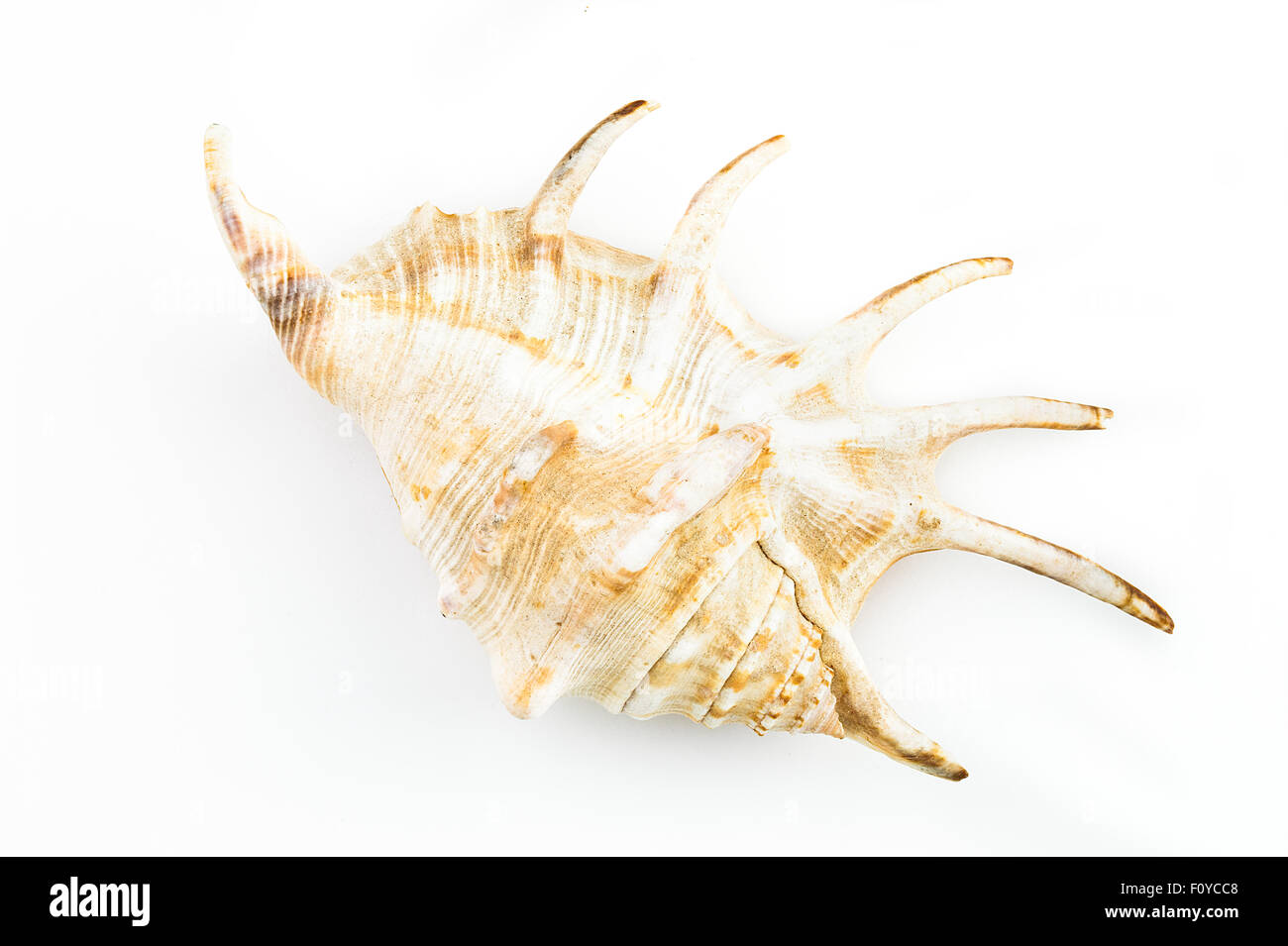 Giant Spider Conch Shell (Lambis Truncata) Stock Photo