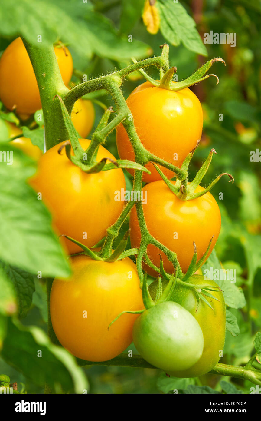 Growing branch of yellow tomato on vegetable garden Stock Photo