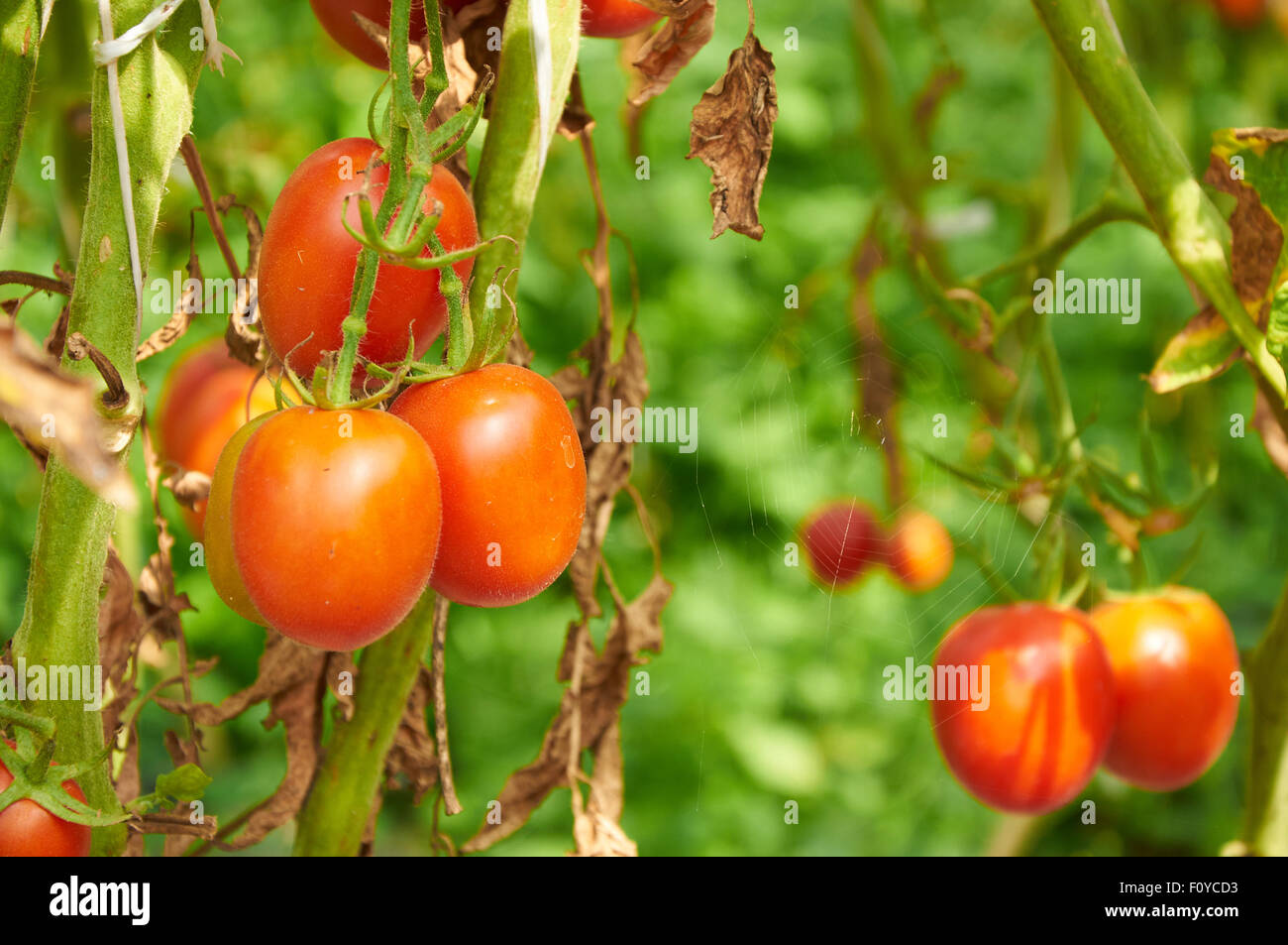 Growing branch of red tomato on vegetable garden Stock Photo - Alamy