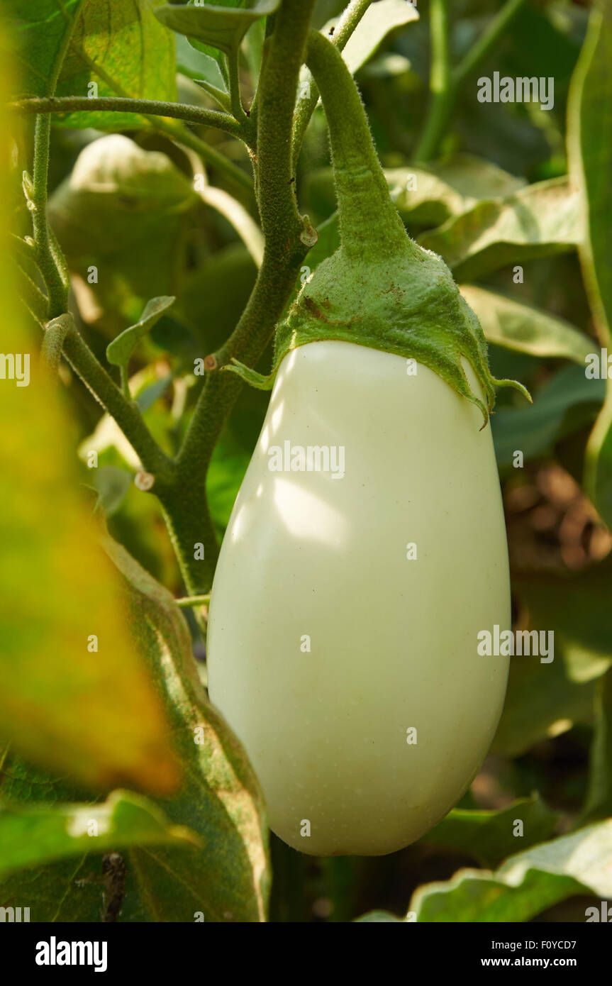 White eggplant is growing on the bush Stock Photo