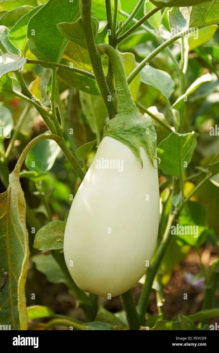 White eggplant is growing on the bush Stock Photo