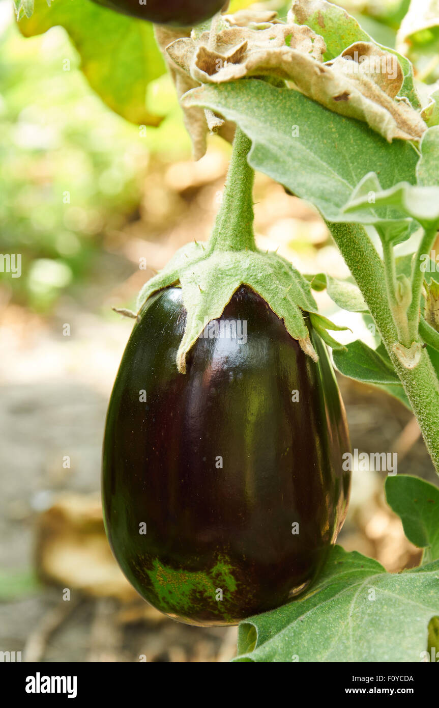 Purple eggplant is growing on the bush Stock Photo