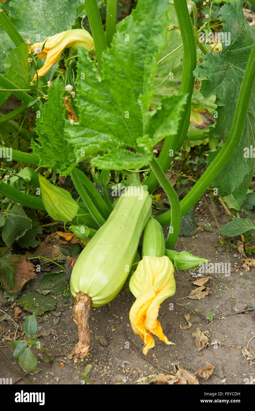 Ripe marrow and ovary with flower on the bush Stock Photo