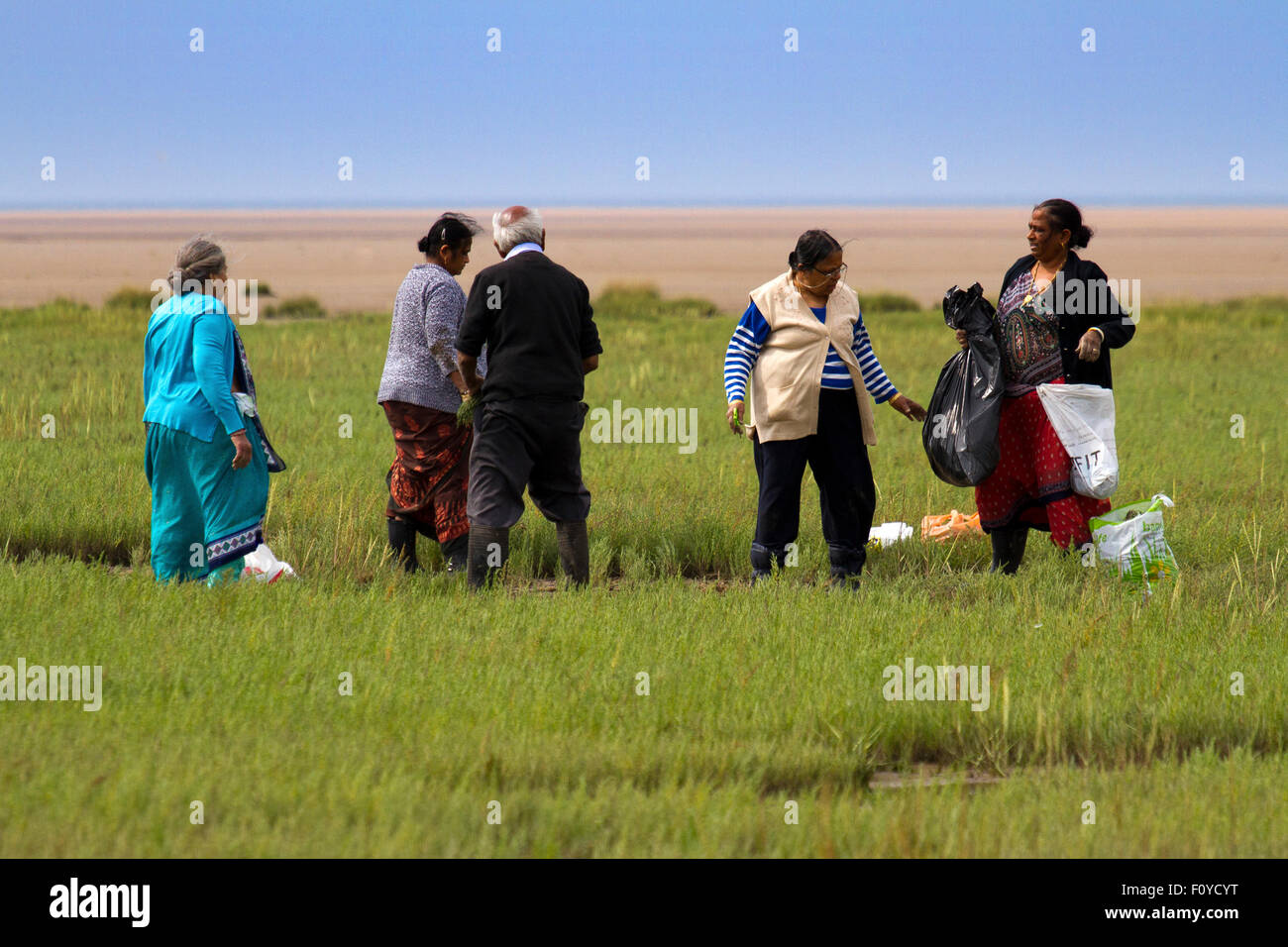 Southport, Merseyside, UK Samphire pickers on Southport's marshlands.   Members of this family of pickers have travelled from Birmingham to harvest the seasonal crop, which is a very expensive delicacy in the city, costing up to £5 per Kg. Samphire (Salicornia europaea) is a wild edible plant that grows on estuarine mudflats. It has ‘suddenly’ appeared because it’s just come into its short season (around mid-June until late August). Marsh Samphire is technically a “sea vegetable” –  as it grows on land, albeit marshy land which is regularly covered in seawater. Credit:  Cernan Elias/Alamy Live Stock Photo