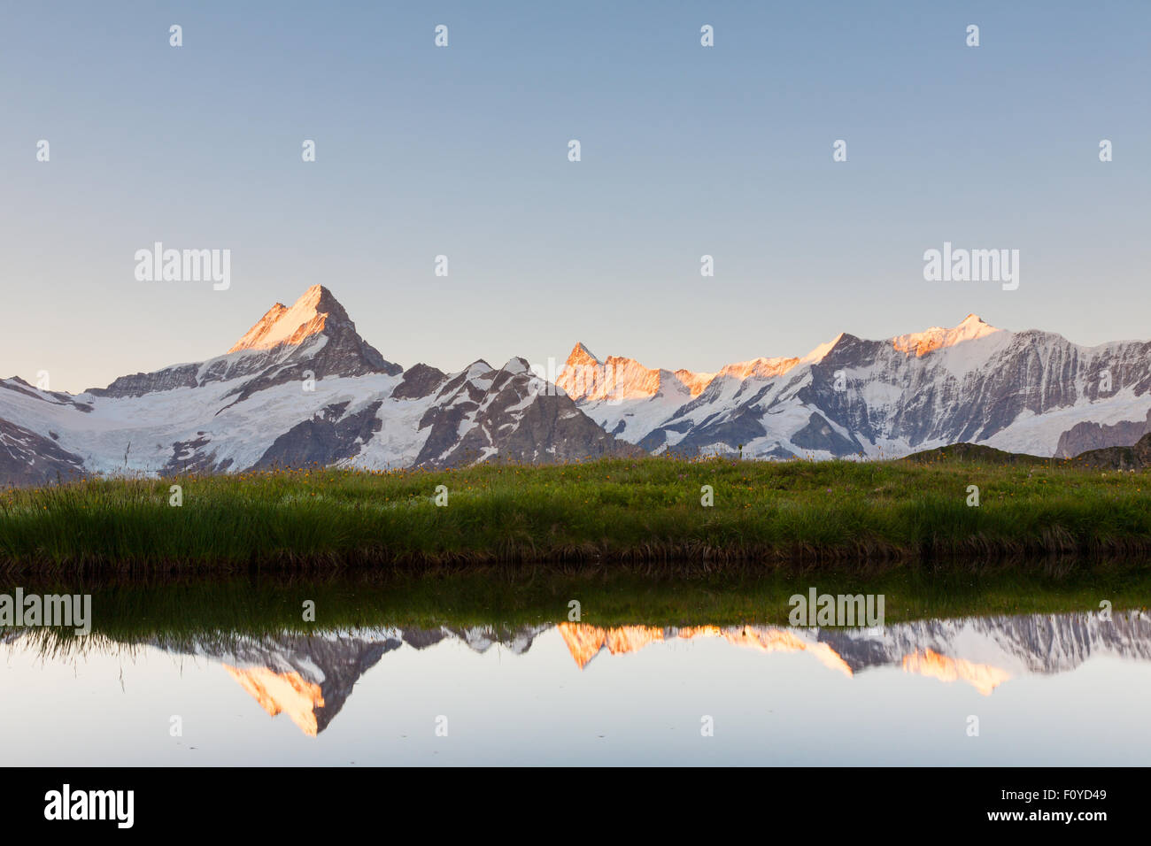 Schreckhorn and Finsteraarhorn reflected in a High Alpine pond in the Bernese Alps at sunrise, from near the Bachalpsee, above Grindelwald Stock Photo