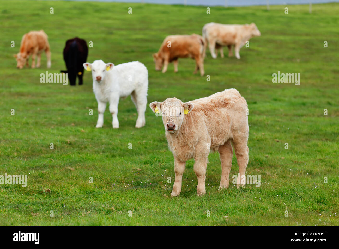Idyllic Conditions A herd of cows on the meadow lane enjoying the idyllic conditions of ...