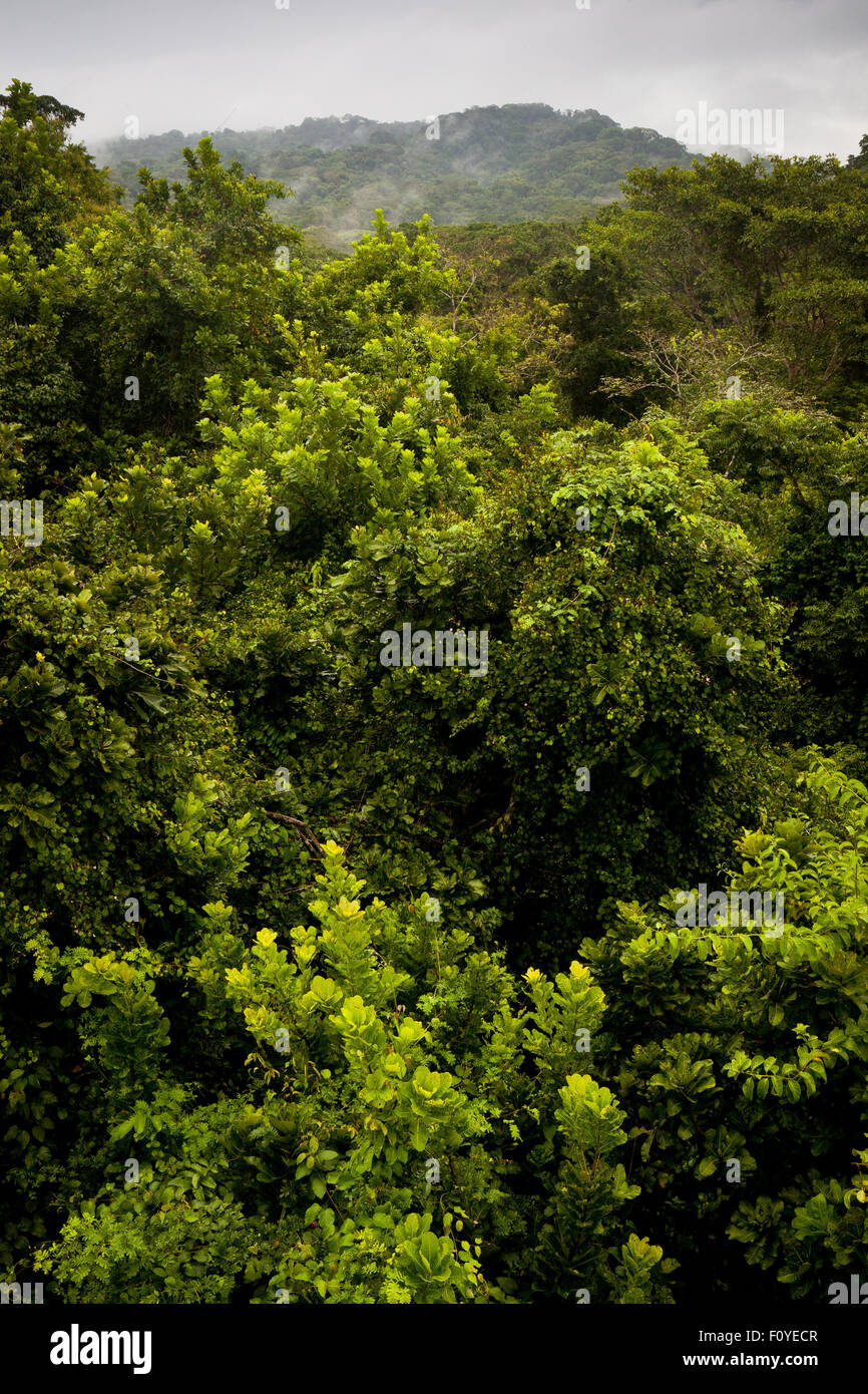 Rainforest canopy in the rainy season in Soberania national park, Republic of Panama. Stock Photo