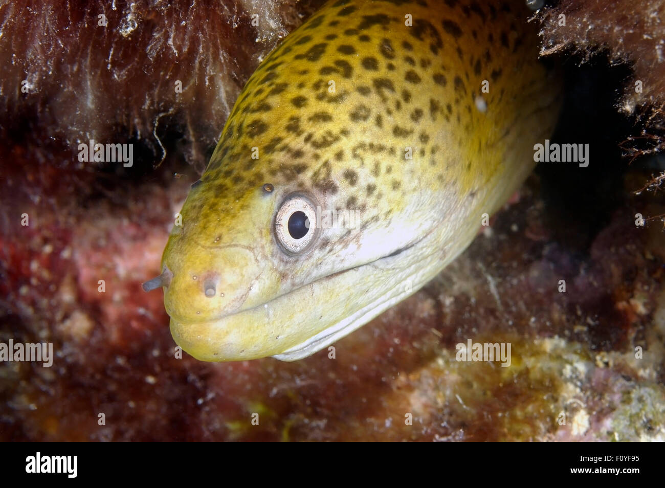 CLOSEUP FACE VIEW OF MORAY EEL Stock Photo Alamy