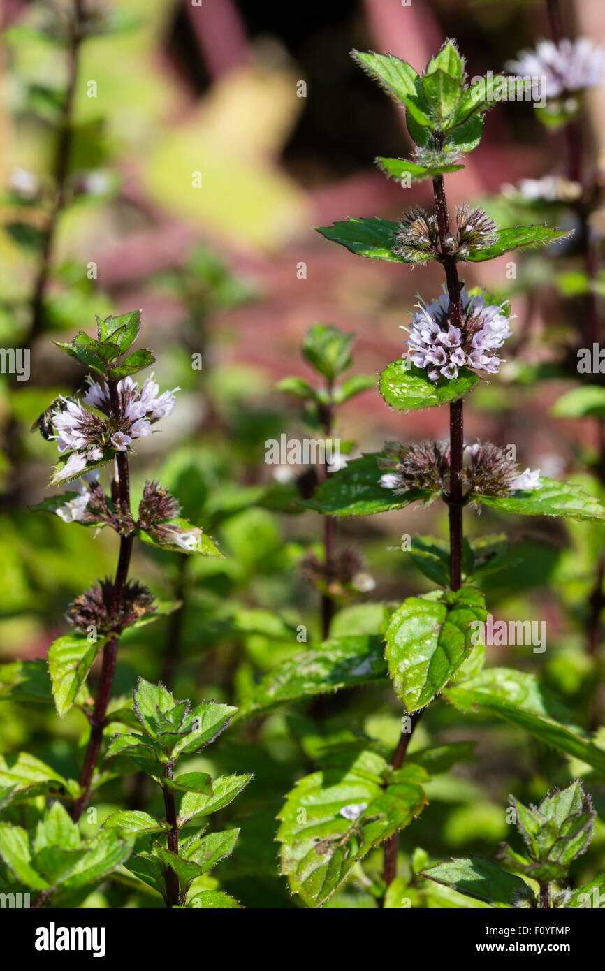 Summer flowers and aromatic foliage of the apple mint, Mentha sauveolens Stock Photo