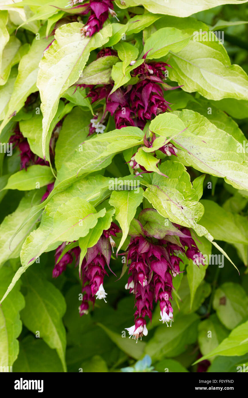 White flowers erupt from dark red bracts amidst golden foliage in the tall shrub, Leycesteria formosa 'Aurea' Stock Photo