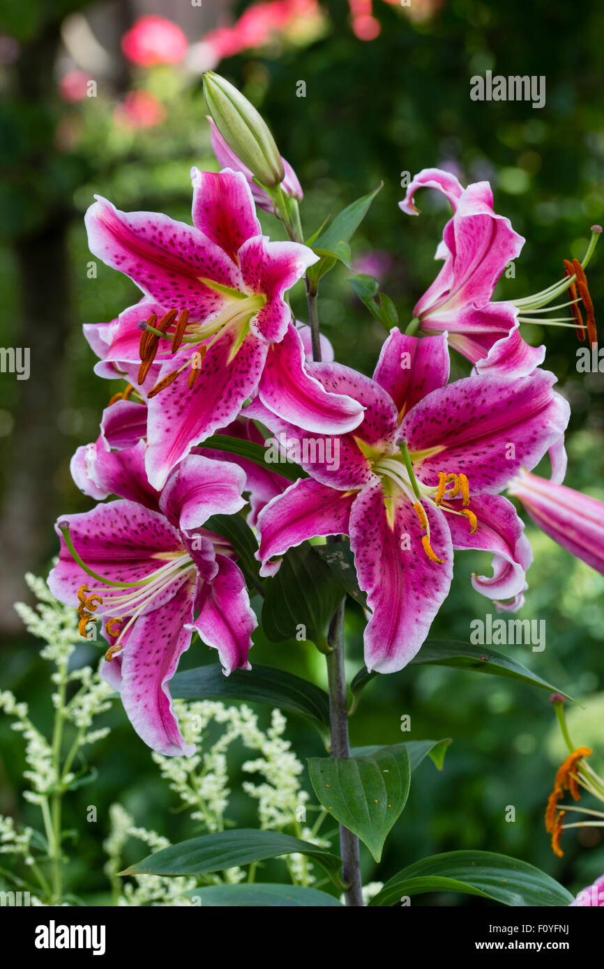 Stargazer lily hi-res stock photography and images - Alamy