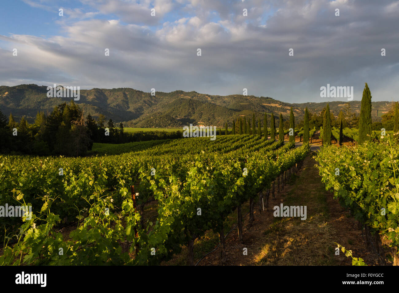 Napa valley landscape, with rows of healthy green grape vines Stock