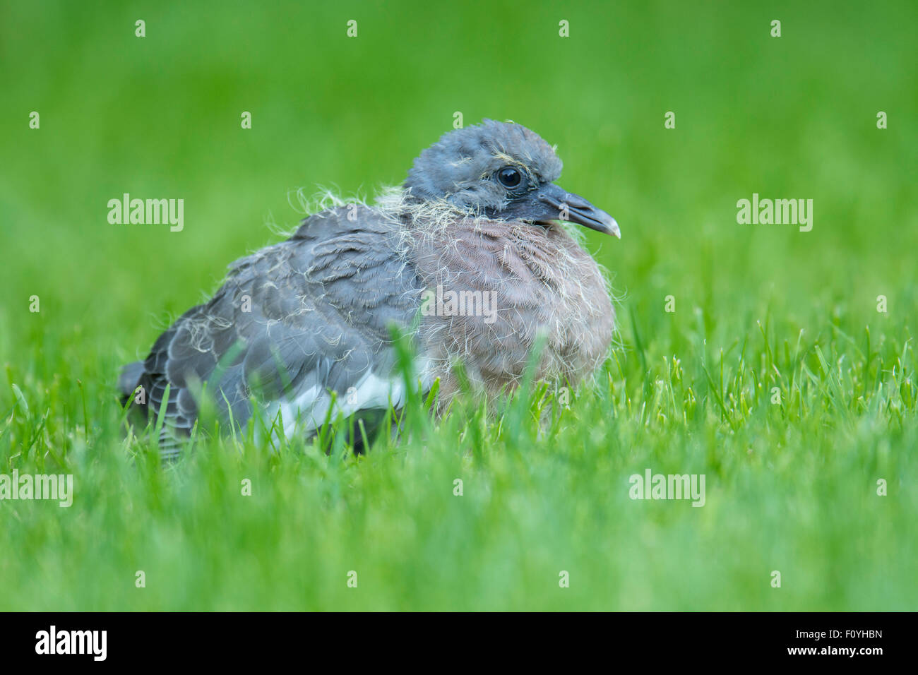 Juvenile Wood Pigeon High Resolution Stock Photography And Images Alamy