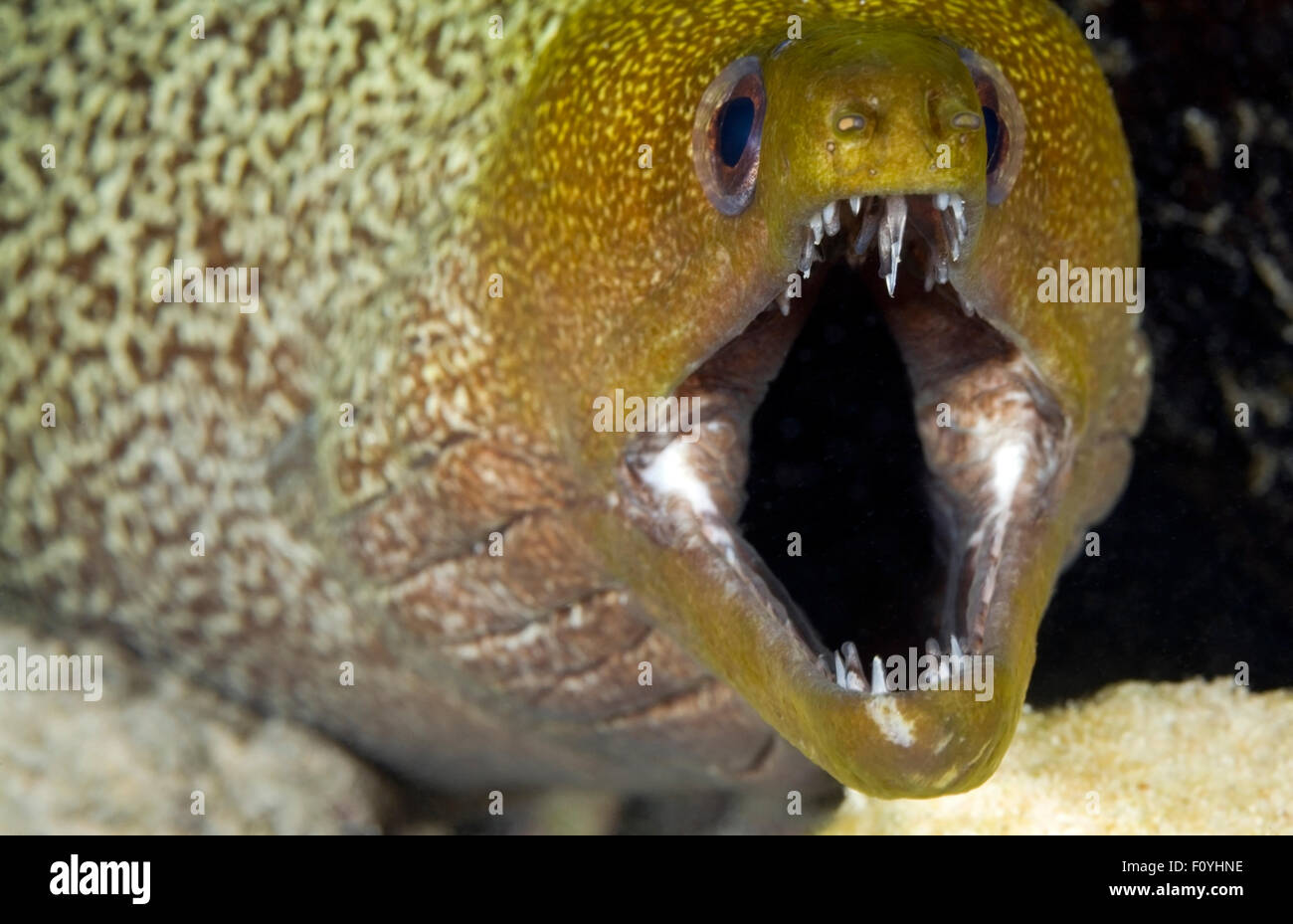 CLOSEUP VIEW OF MORAY EEL MOUTH OPEN Stock Photo Alamy