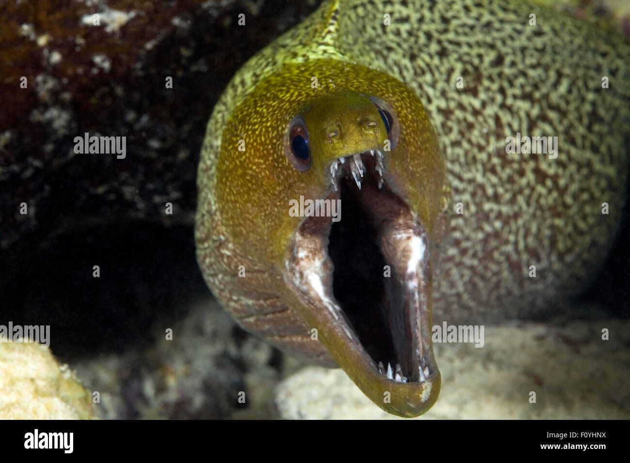CLOSE-UP VIEW OF MORAY EEL MOUTH OPEN Stock Photo - Alamy