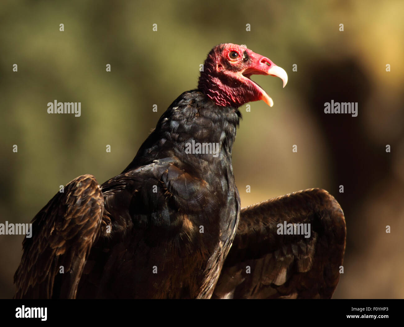 A Turkey Vulture calling loudly Stock Photo Alamy