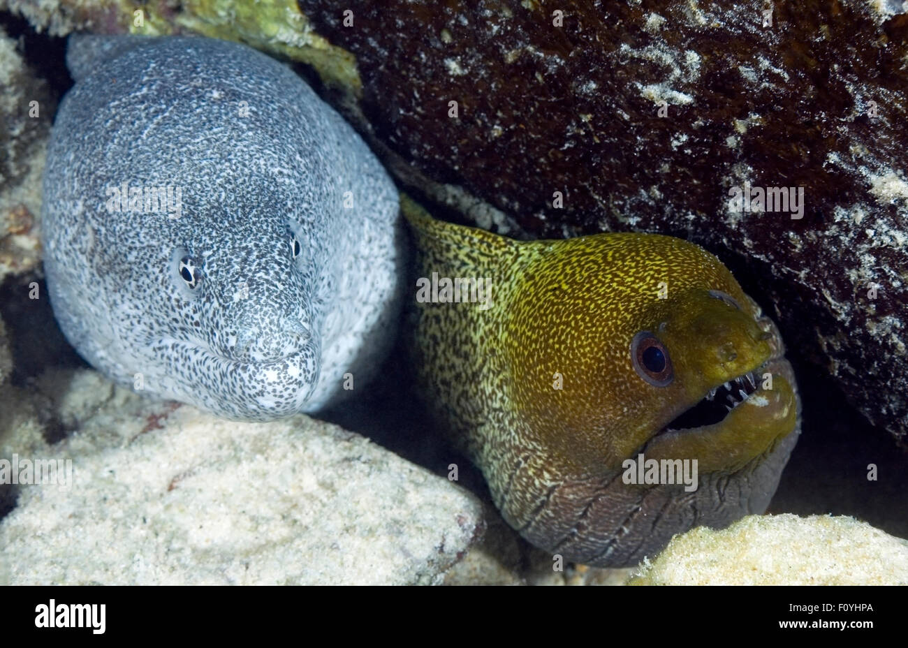CLOSEUP FACE VIEW OF MORAY EEL COUPLE Stock Photo Alamy