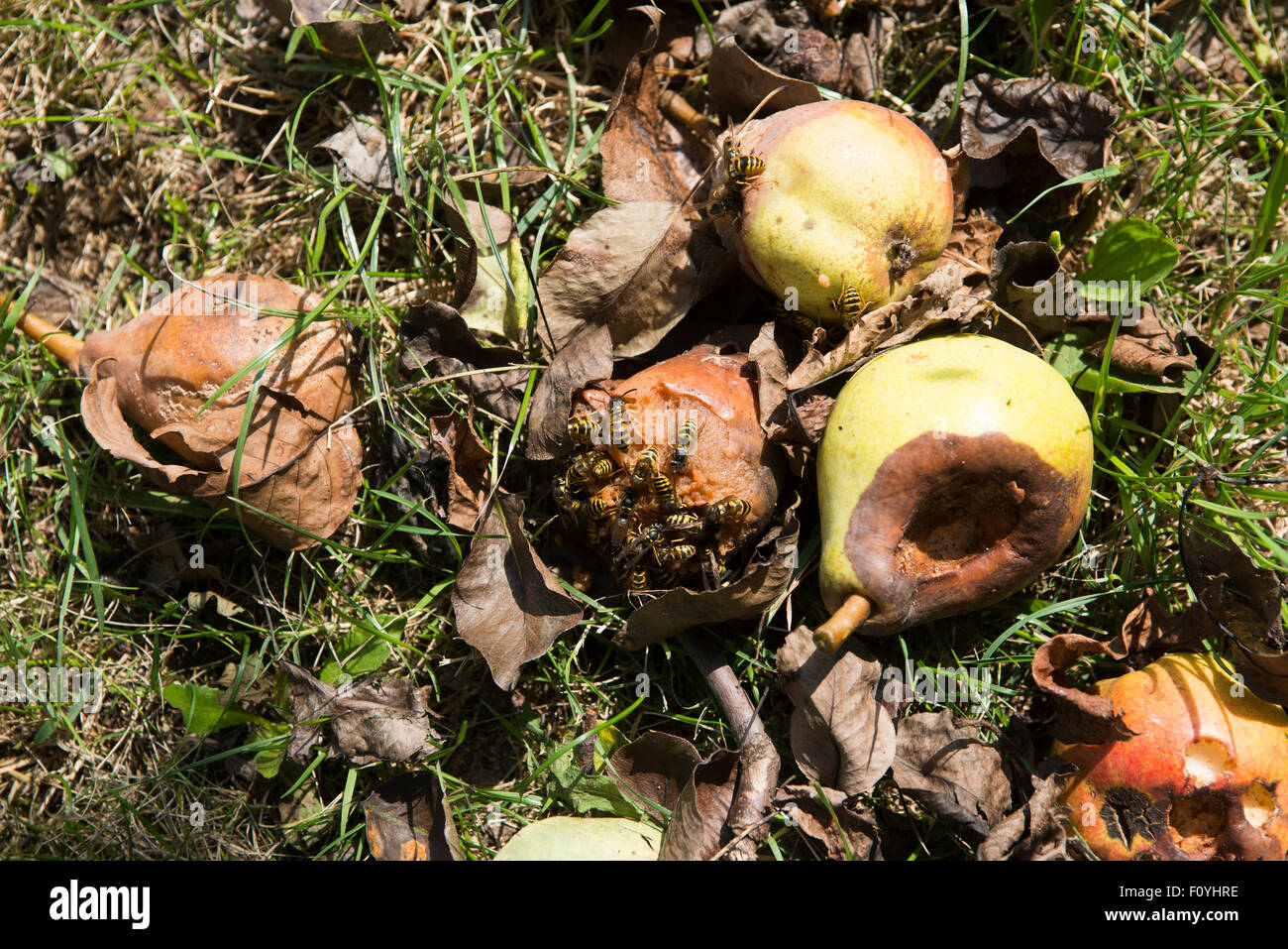 Wasps feeding on a fallen pears and apples in an Orchard Stock Photo