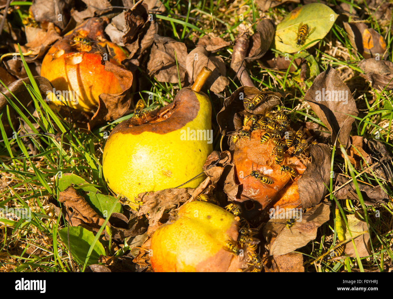 Insects fallen apples hi-res stock photography and images - Alamy